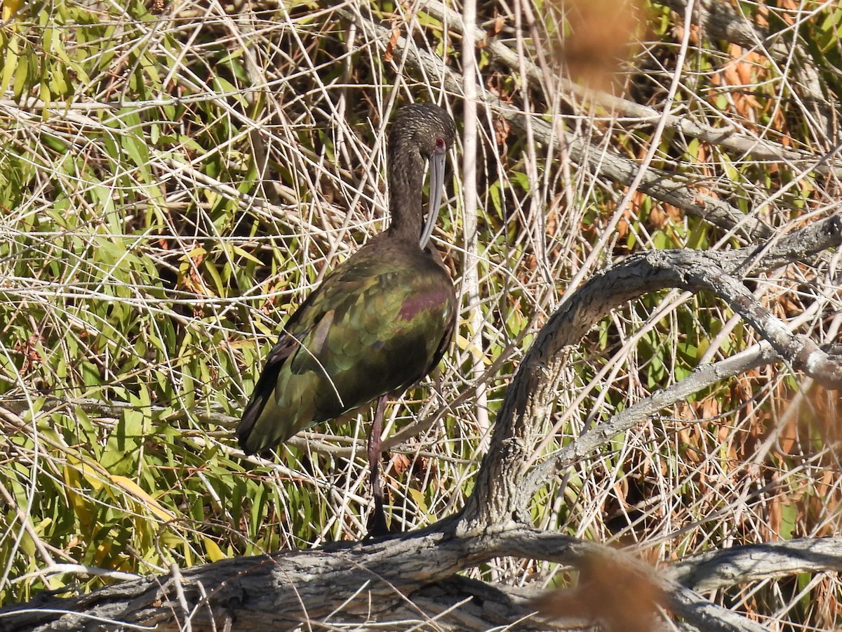 White-faced Ibis - ML646696975