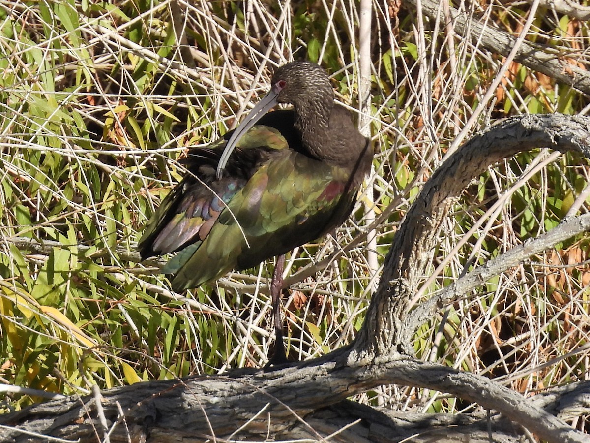 White-faced Ibis - ML646696976