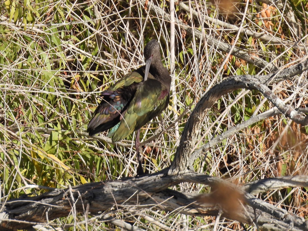 White-faced Ibis - ML646696977