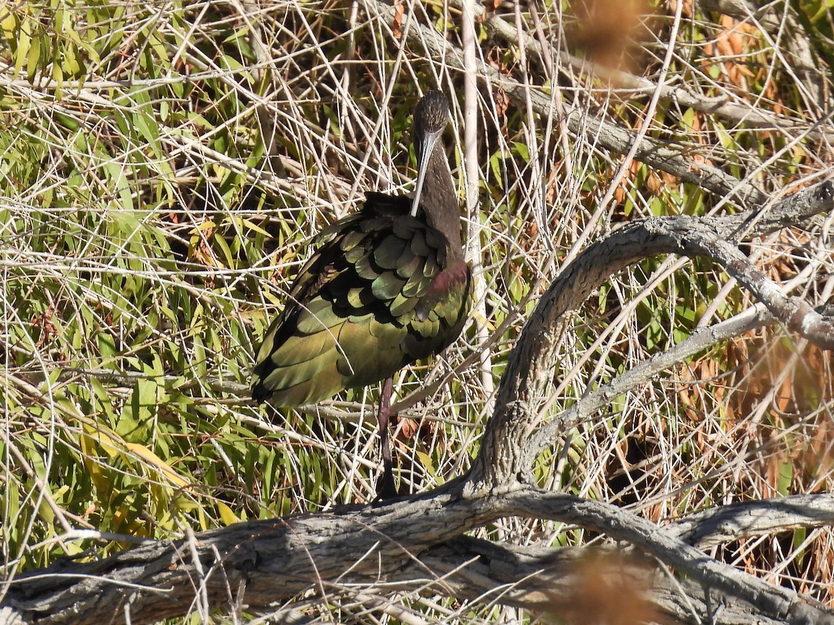 White-faced Ibis - ML646696978