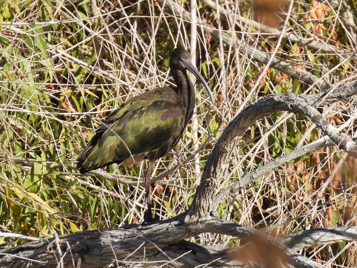 White-faced Ibis - ML646696979