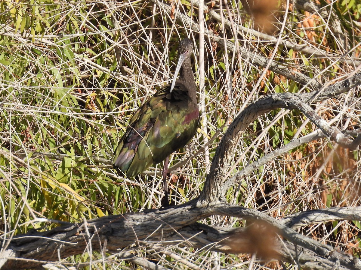 White-faced Ibis - ML646696980