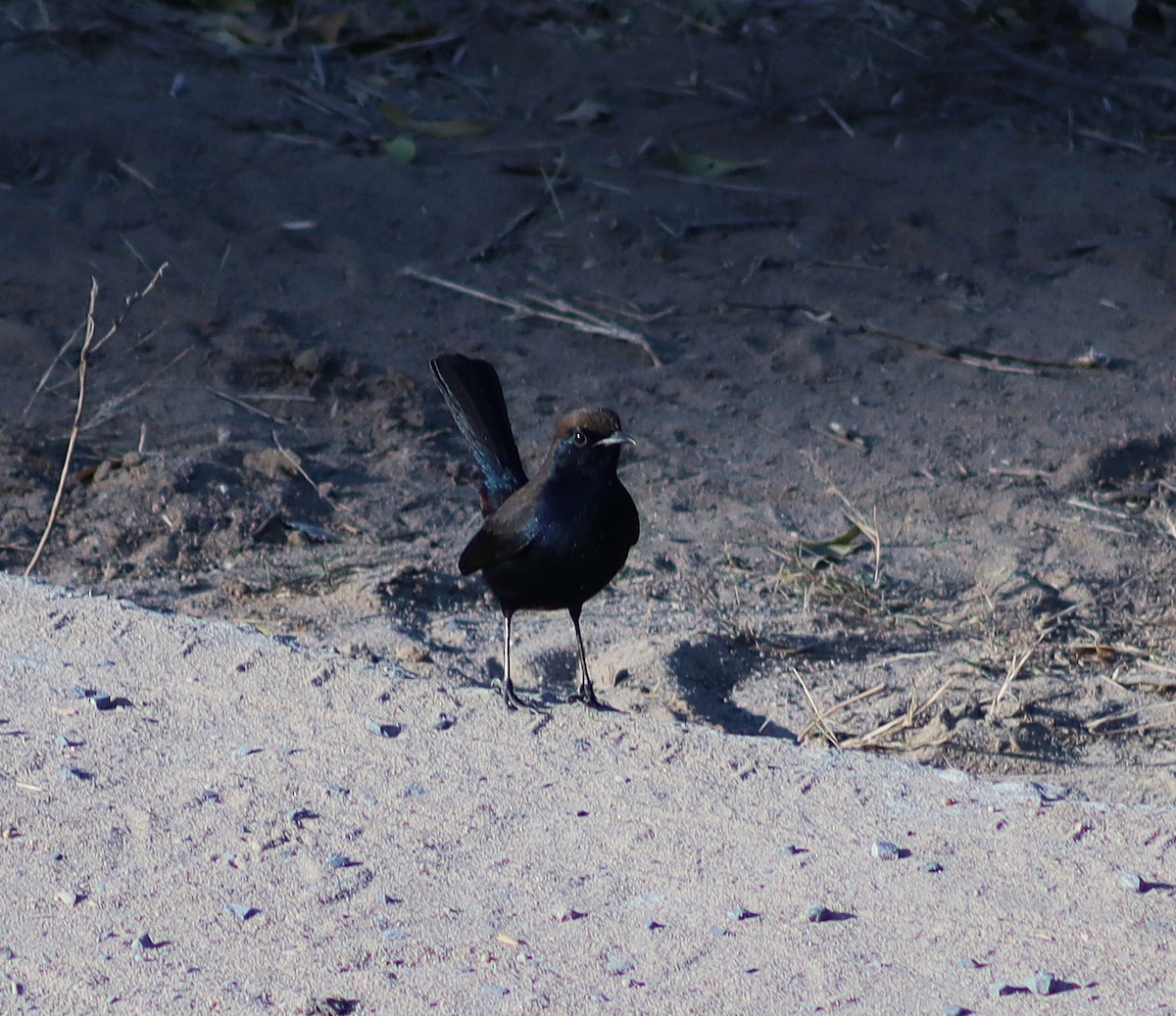 Indian Robin - ML646696981