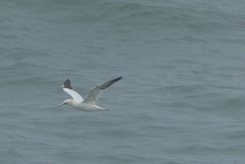 Alcatraz Atlántico - ML646696982