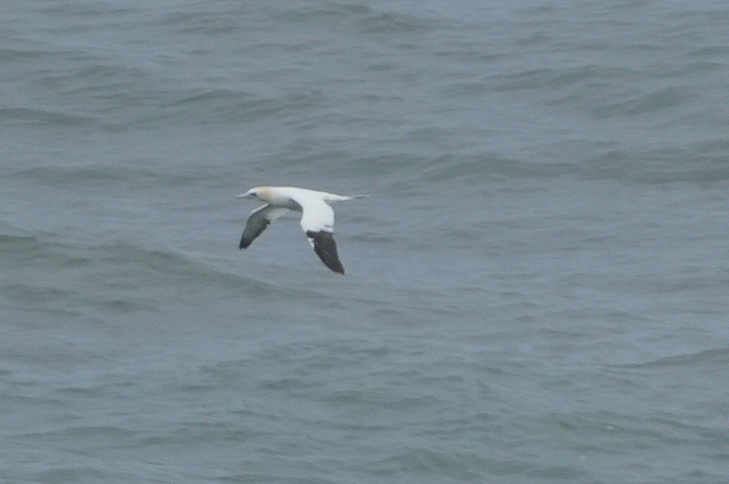 Alcatraz Atlántico - ML646696983