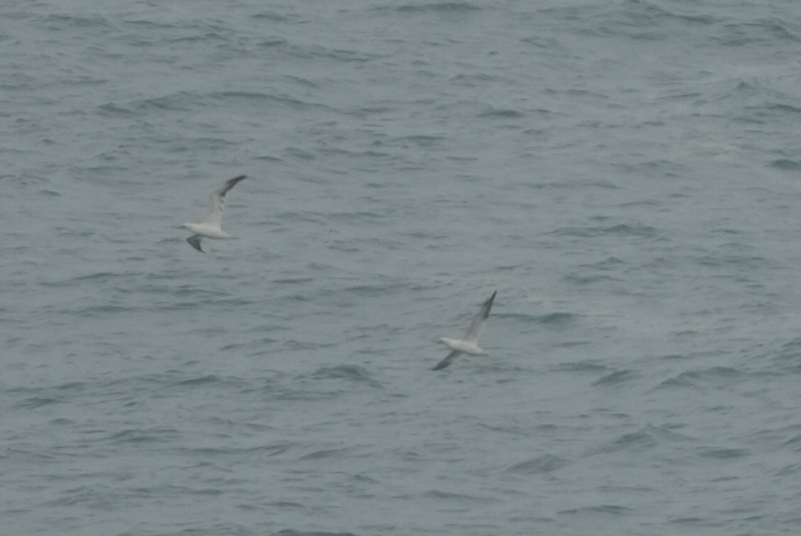 Alcatraz Atlántico - ML646696984