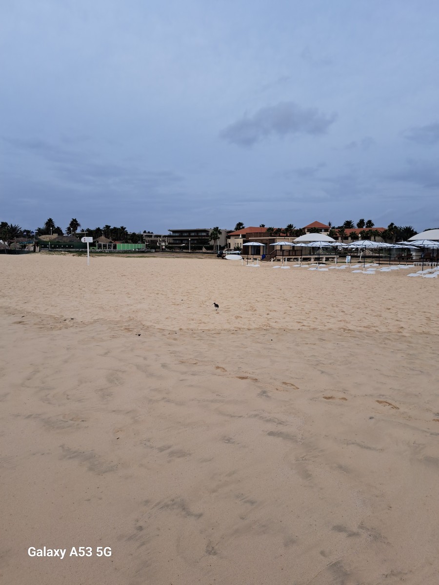 Eurasian Whimbrel (European) - ML646696986