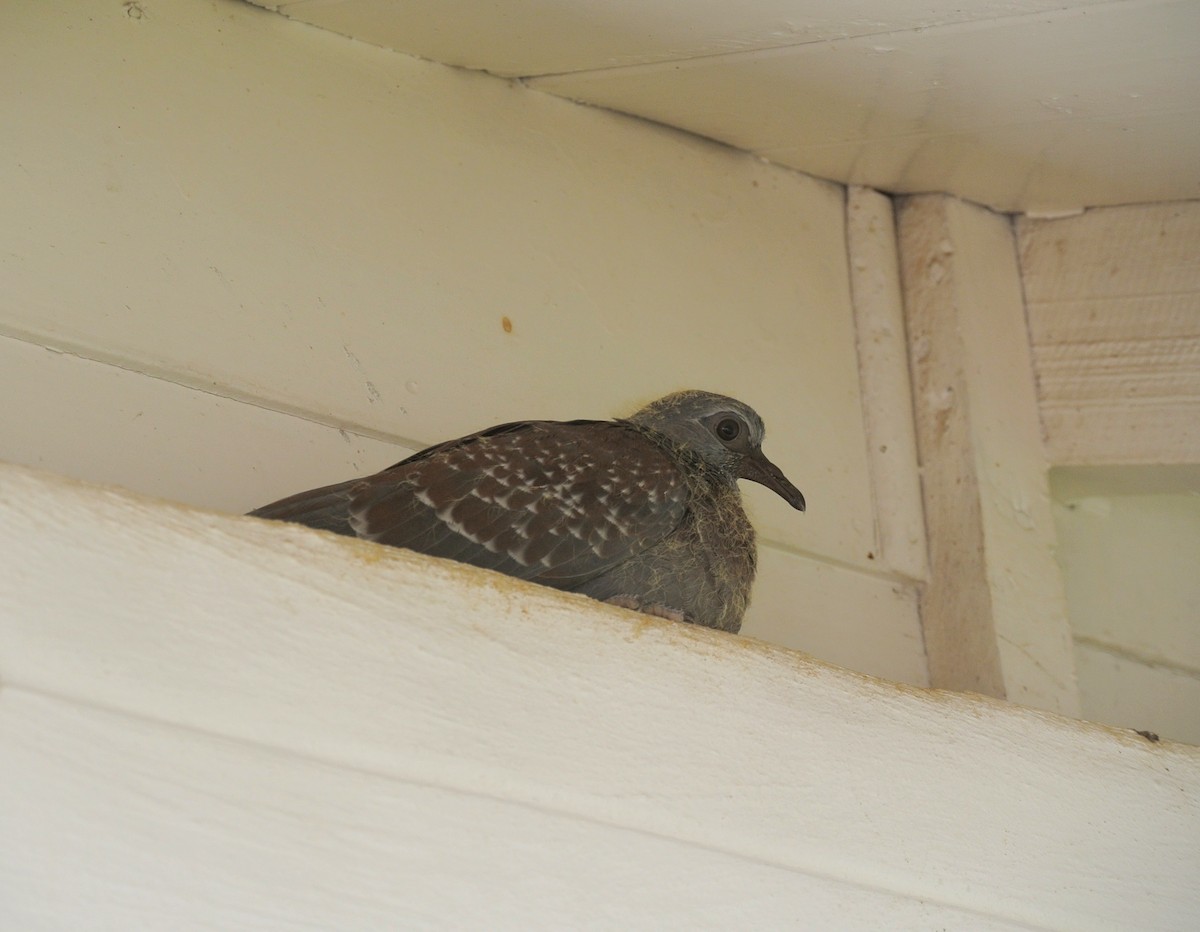 Speckled Pigeon - ML646696987