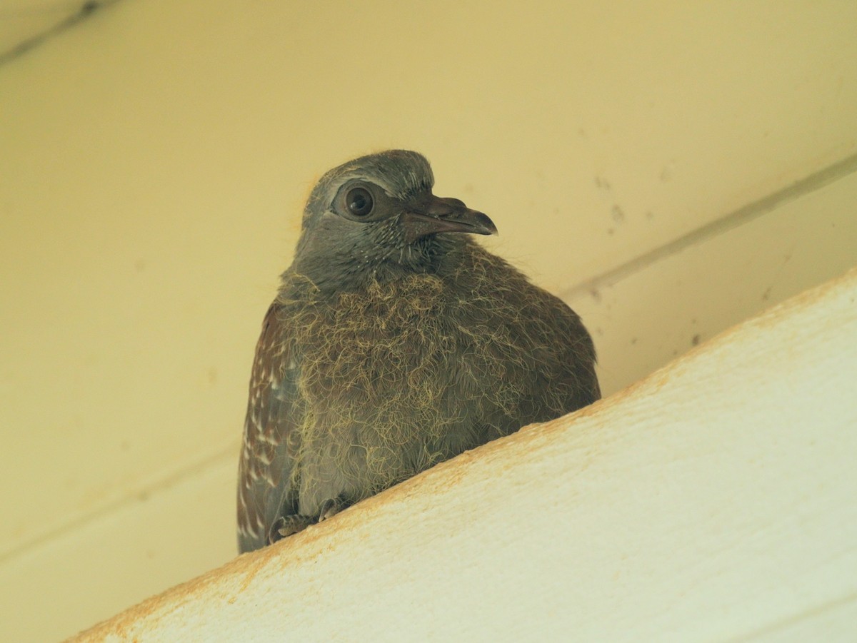 Speckled Pigeon - ML646696988