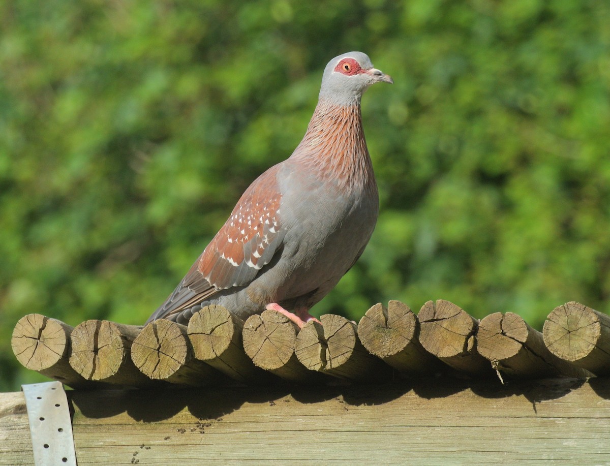 Speckled Pigeon - ML646696989