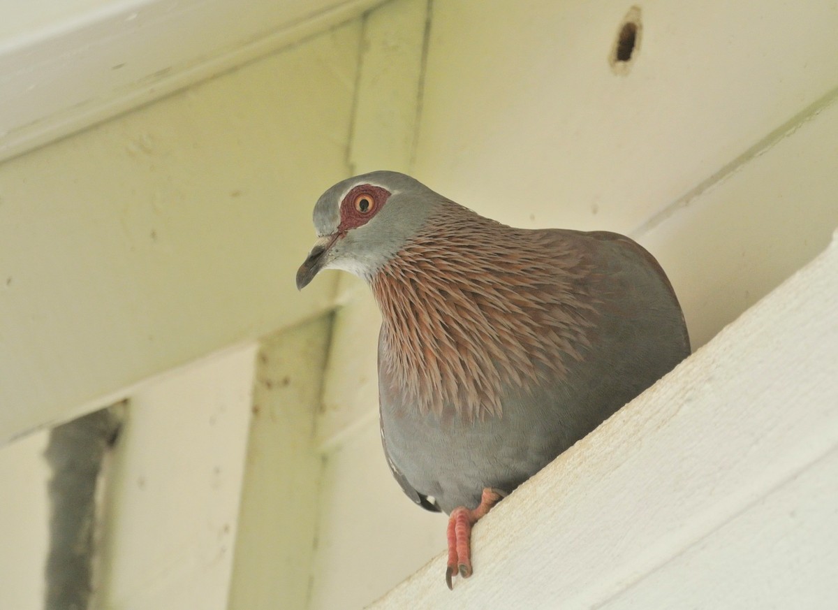 Speckled Pigeon - ML646696990