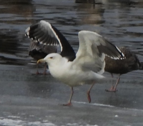 Great Black-backed Gull - ML646696991