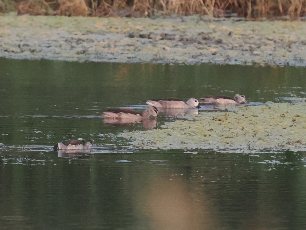 Cotton Pygmy-Goose - ML646696992