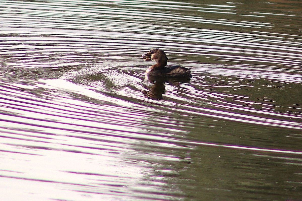 potápka americká - ML646696993