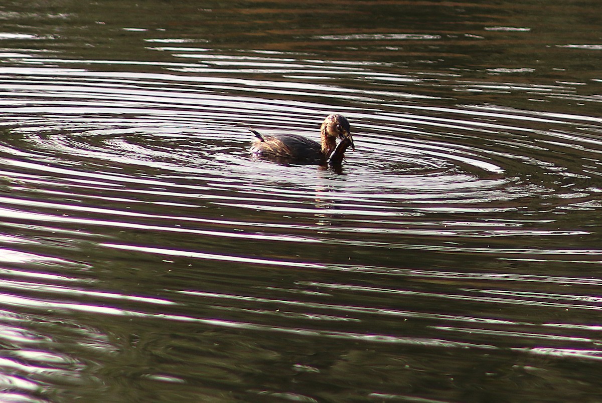 potápka americká - ML646696994