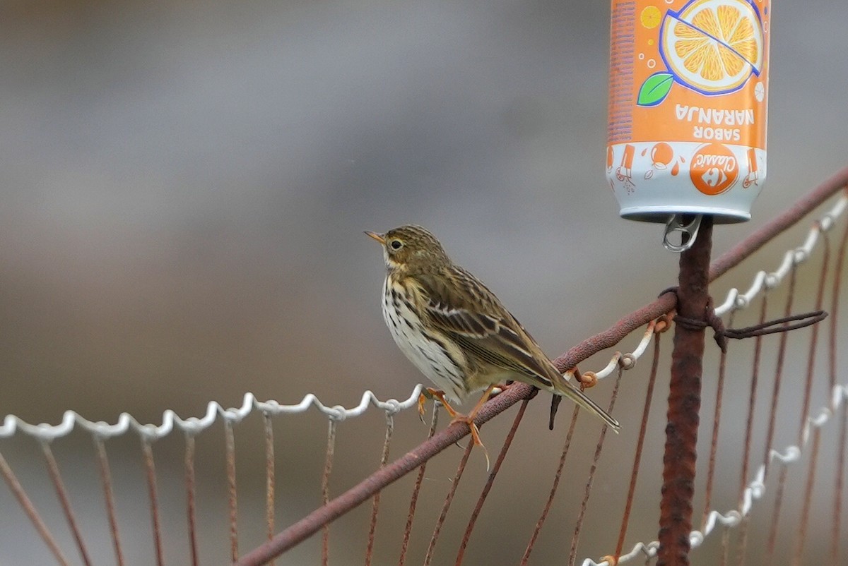 Bisbita Pratense - ML646696995