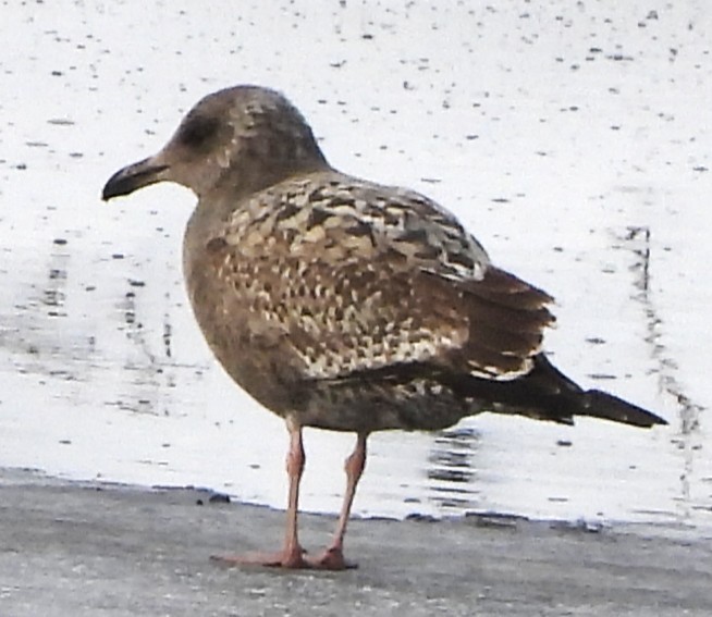 Amerika Gümüş Martısı - ML646696996