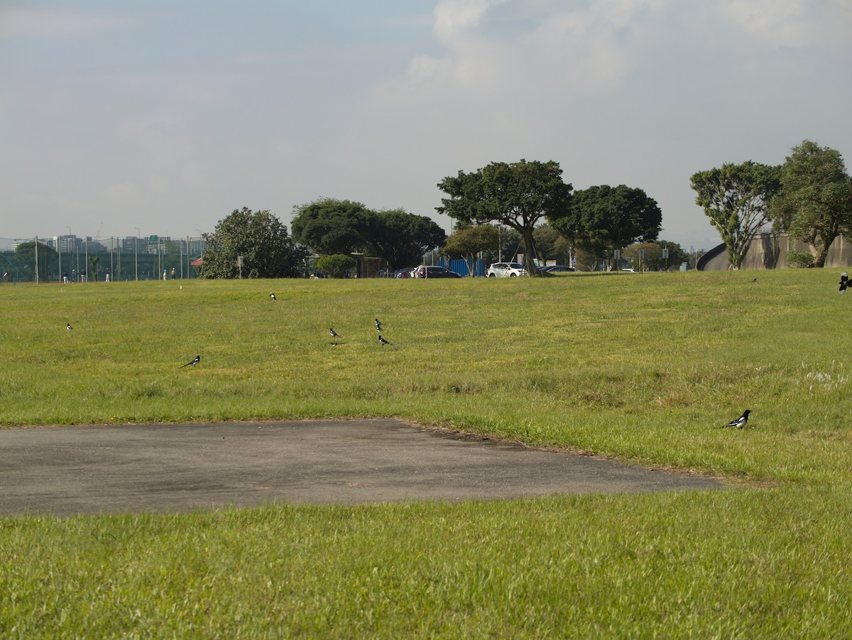 orientskjære - ML646697006