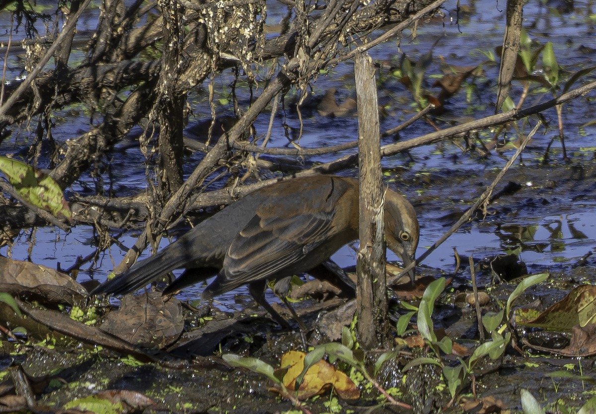 クロムクドリモドキ - ML646697007