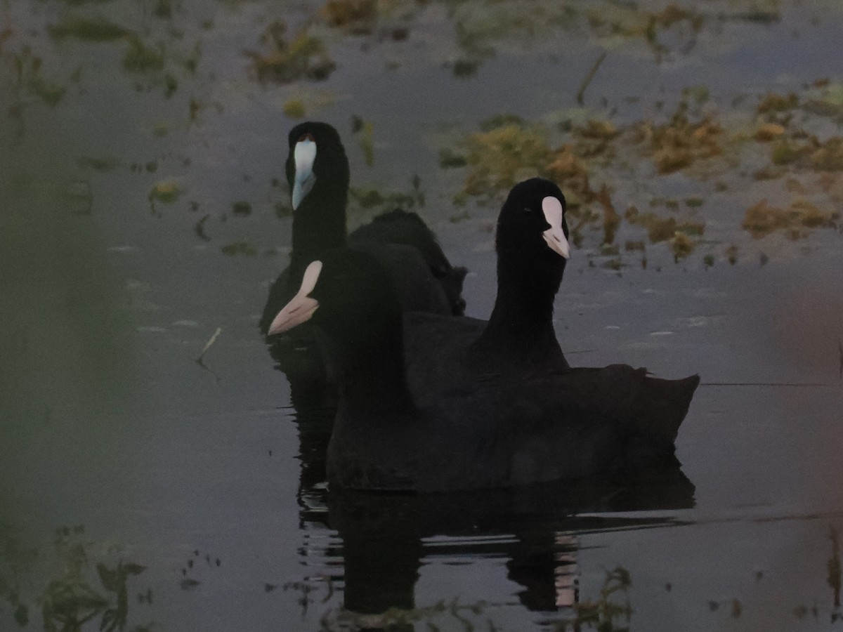 Red-knobbed Coot - ML646697008