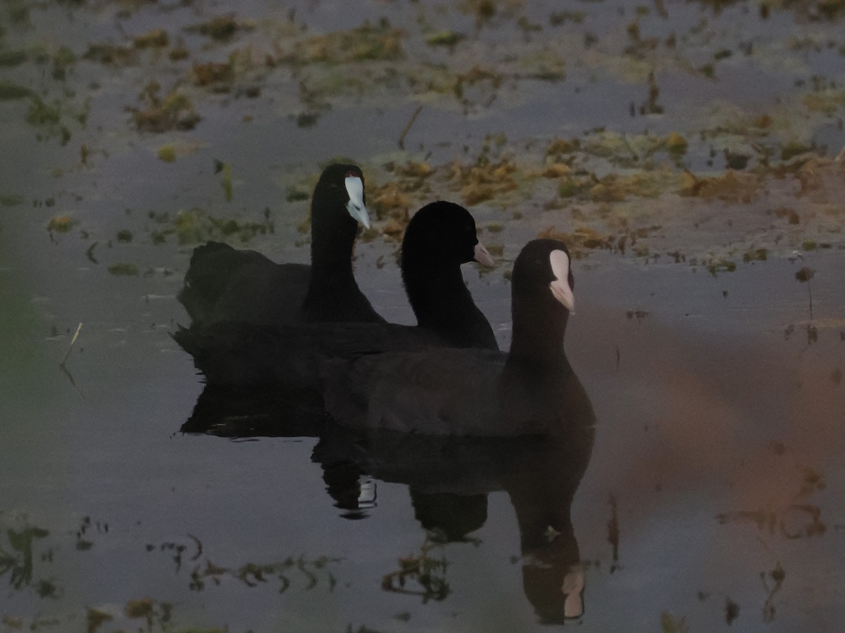 Red-knobbed Coot - ML646697009