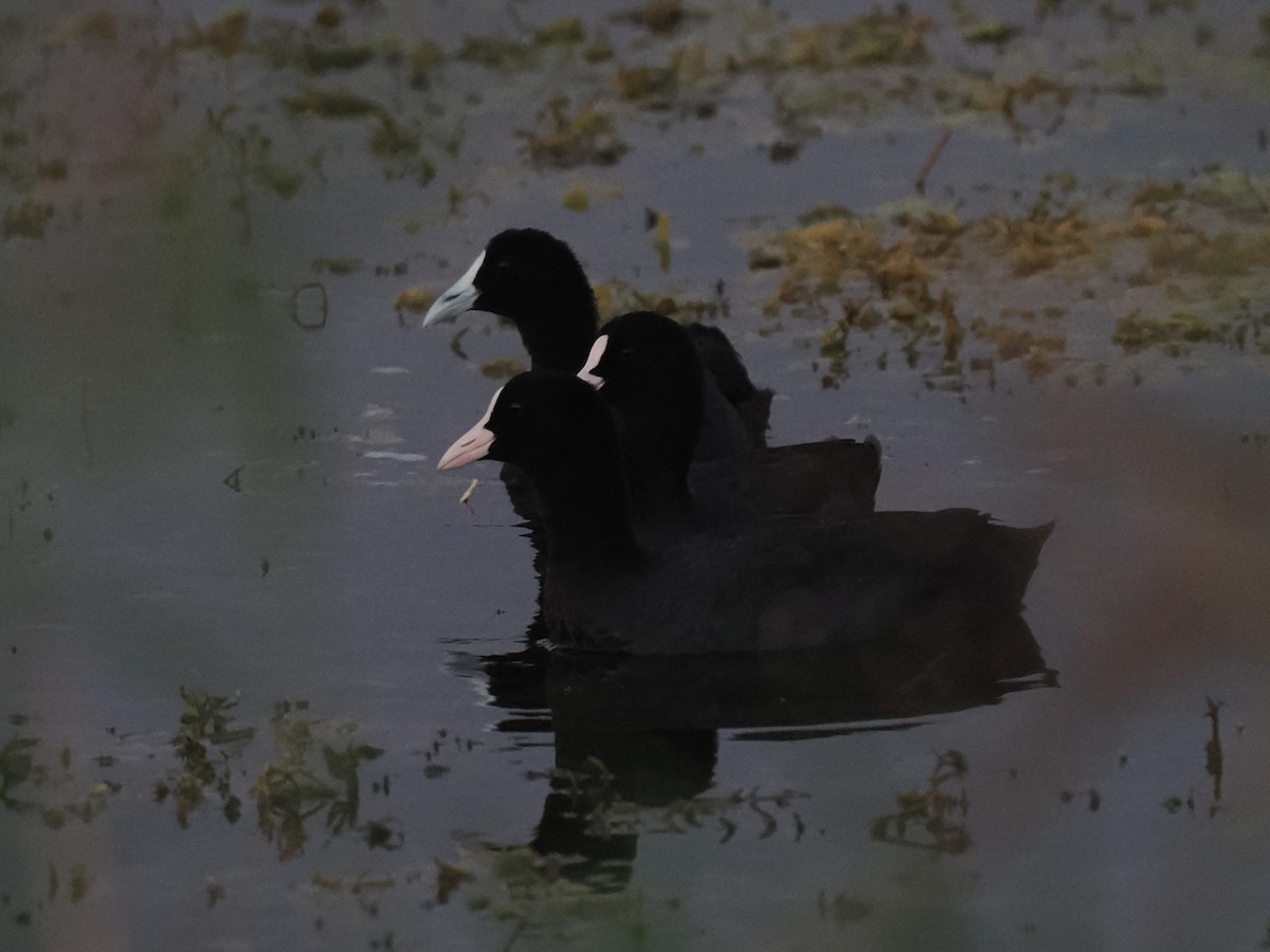 Red-knobbed Coot - ML646697010