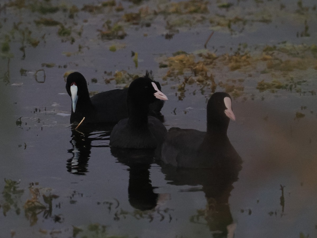 Red-knobbed Coot - ML646697011