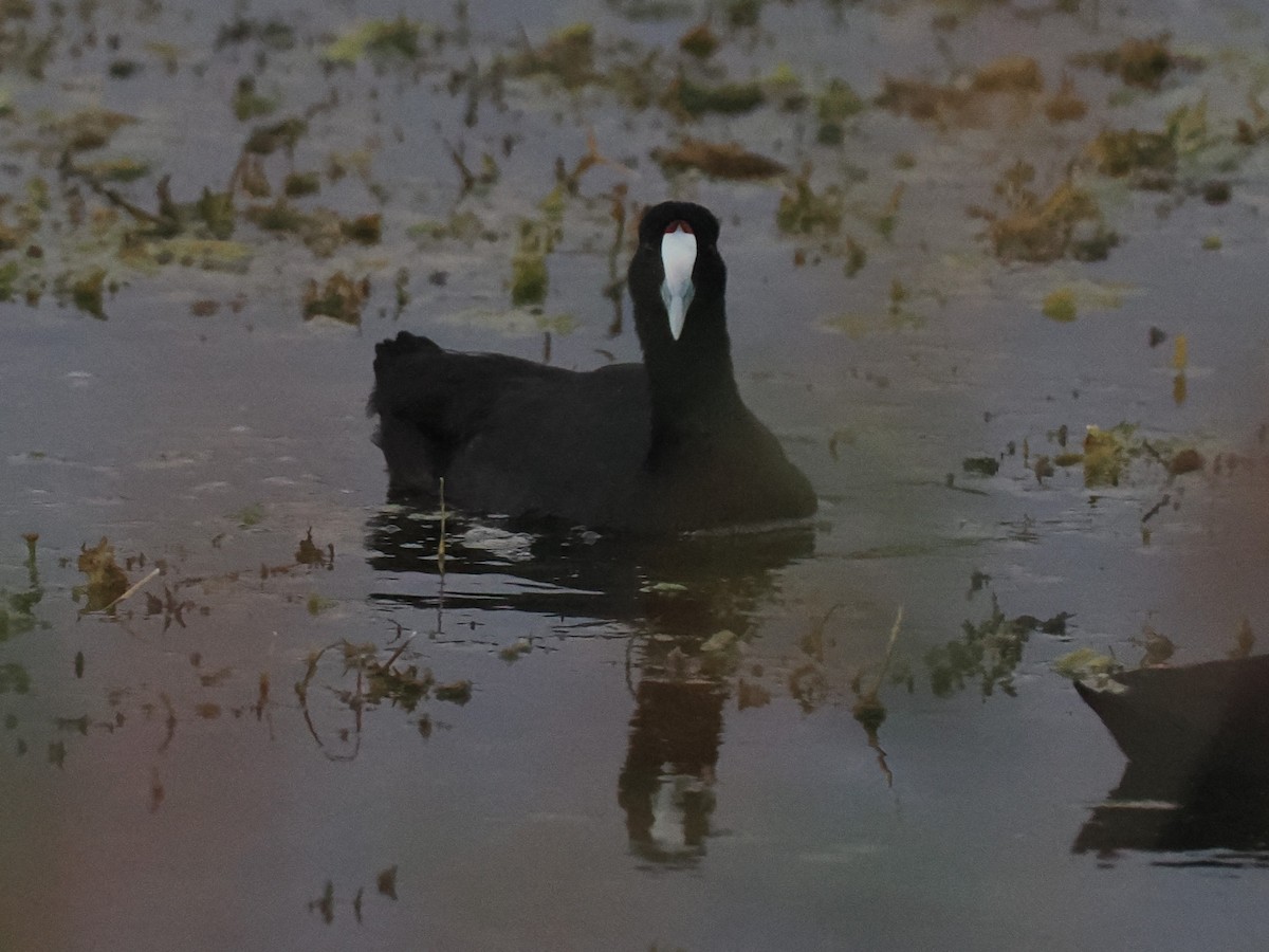Red-knobbed Coot - ML646697012