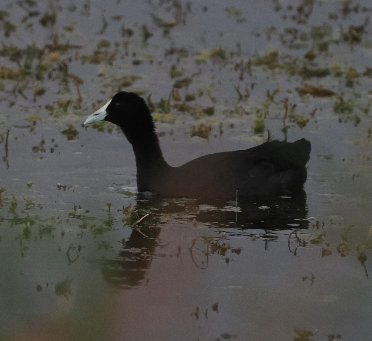 Red-knobbed Coot - ML646697013