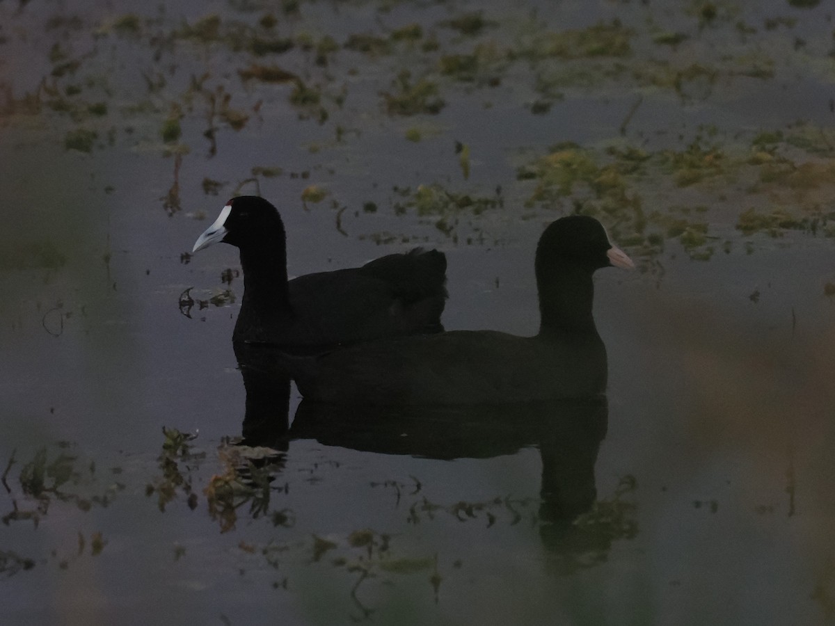 Red-knobbed Coot - ML646697014