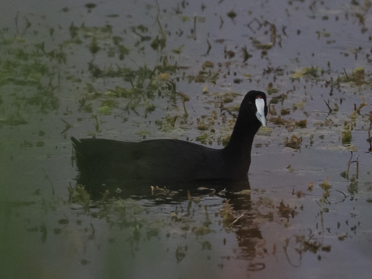 Red-knobbed Coot - ML646697015