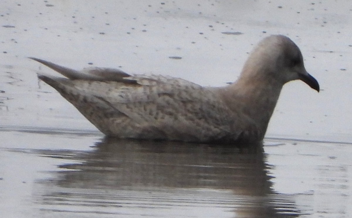 Grönland Martısı - ML646697016