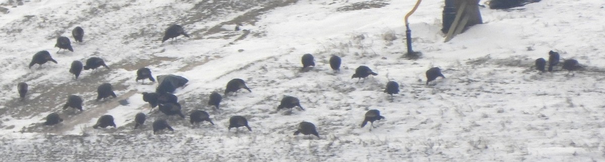 Yabani Hindi - ML646697018