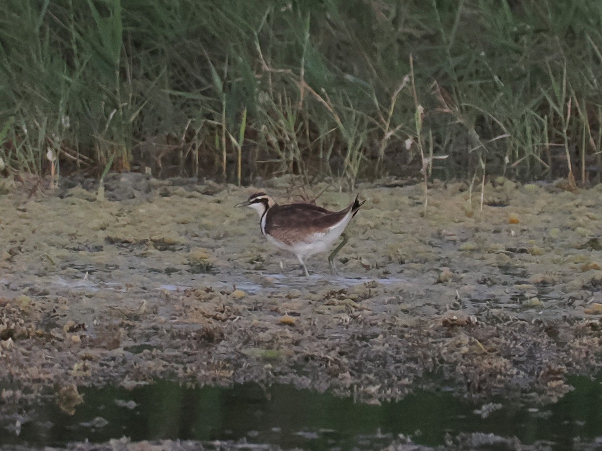 Jacana à longue queue - ML646697019