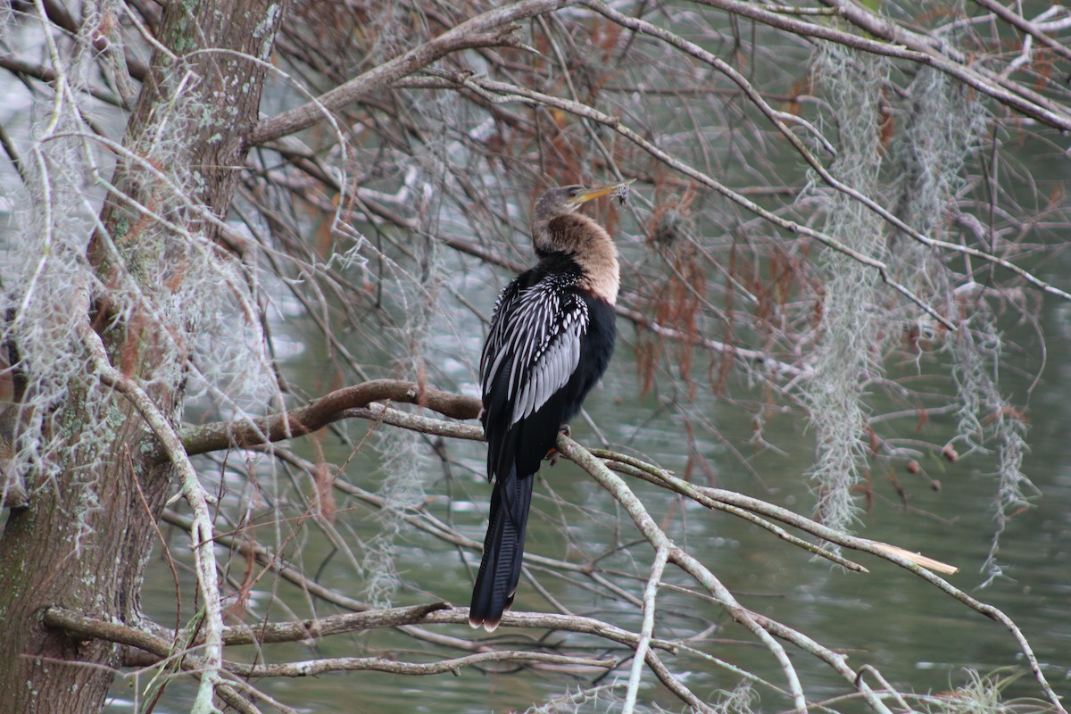 anhinga americká - ML646697022