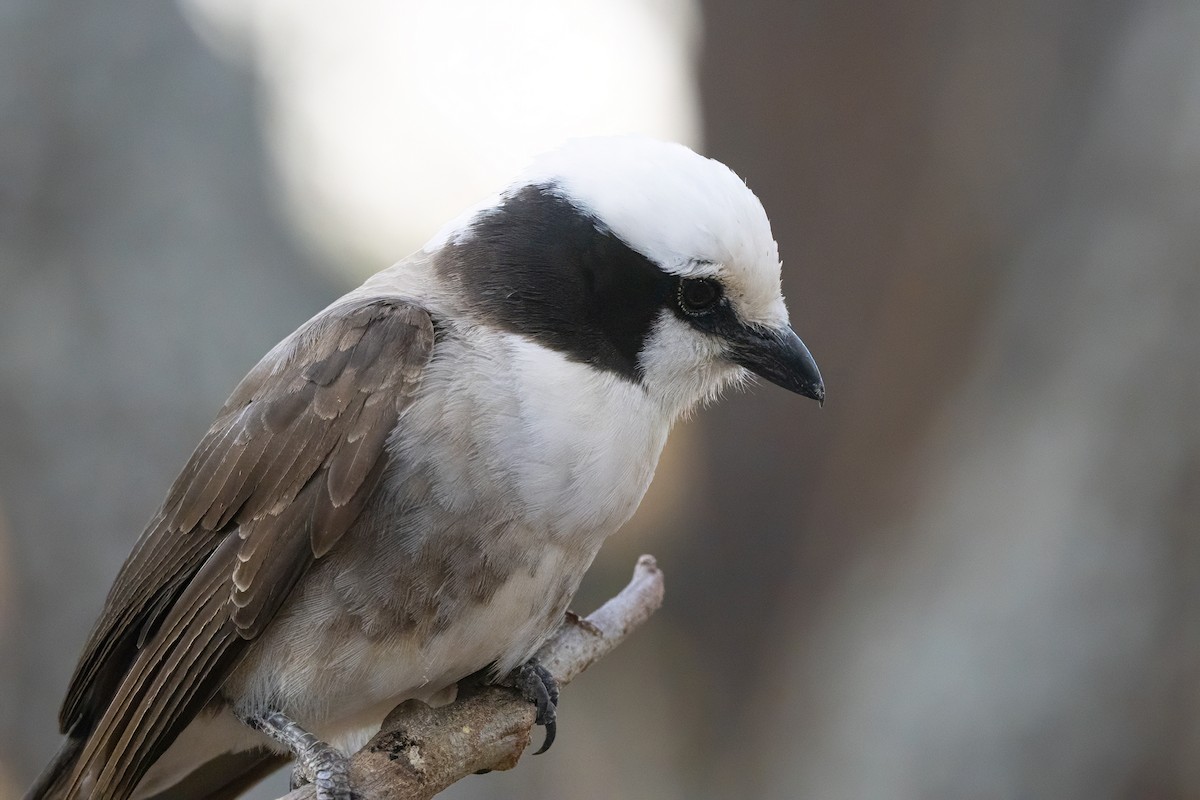 White-rumped Shrike - ML646697023