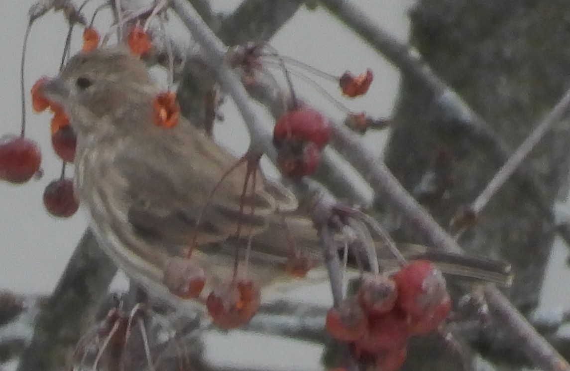 Roselin familier - ML646697024