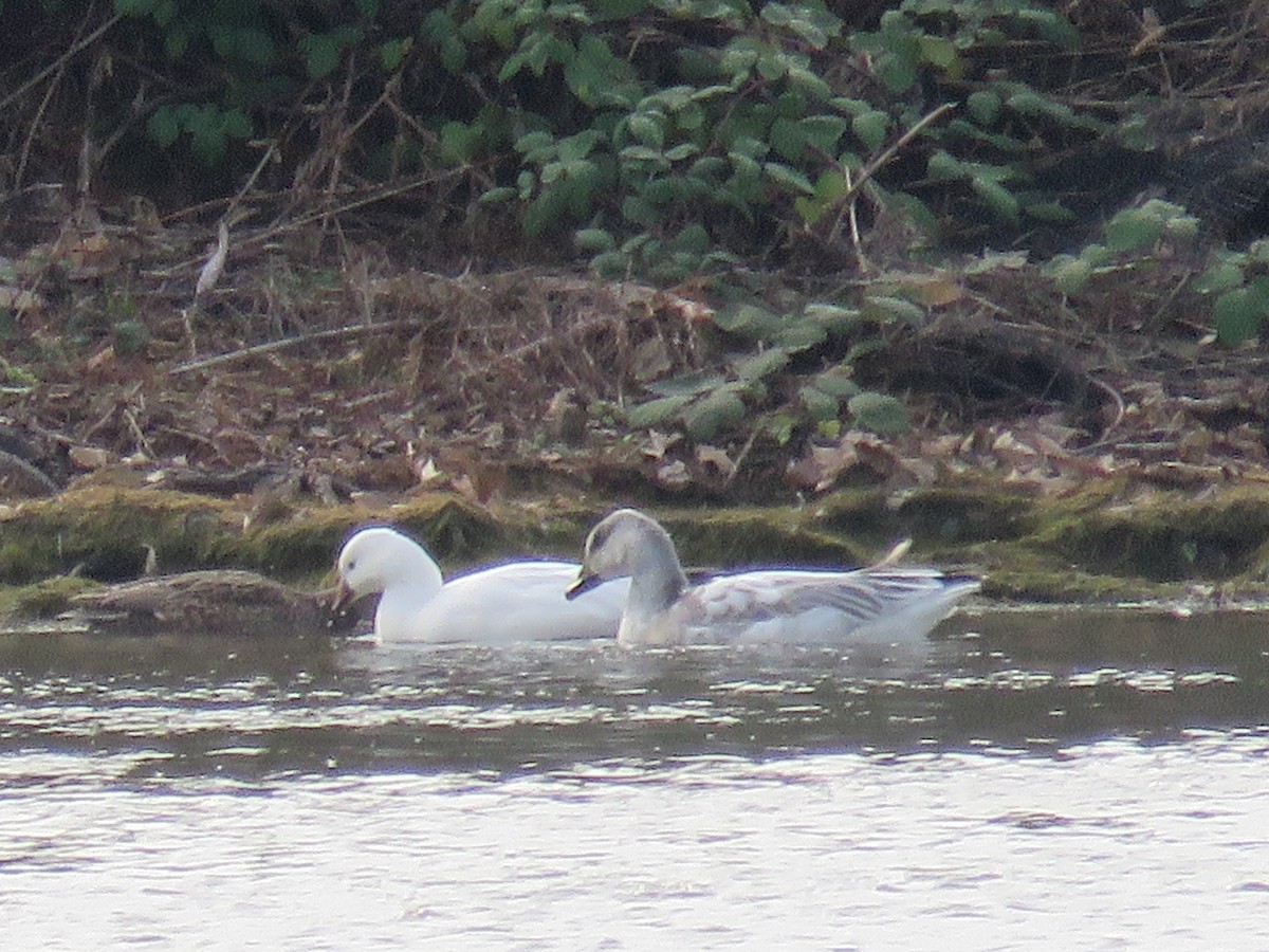 Snow Goose - ML646697025