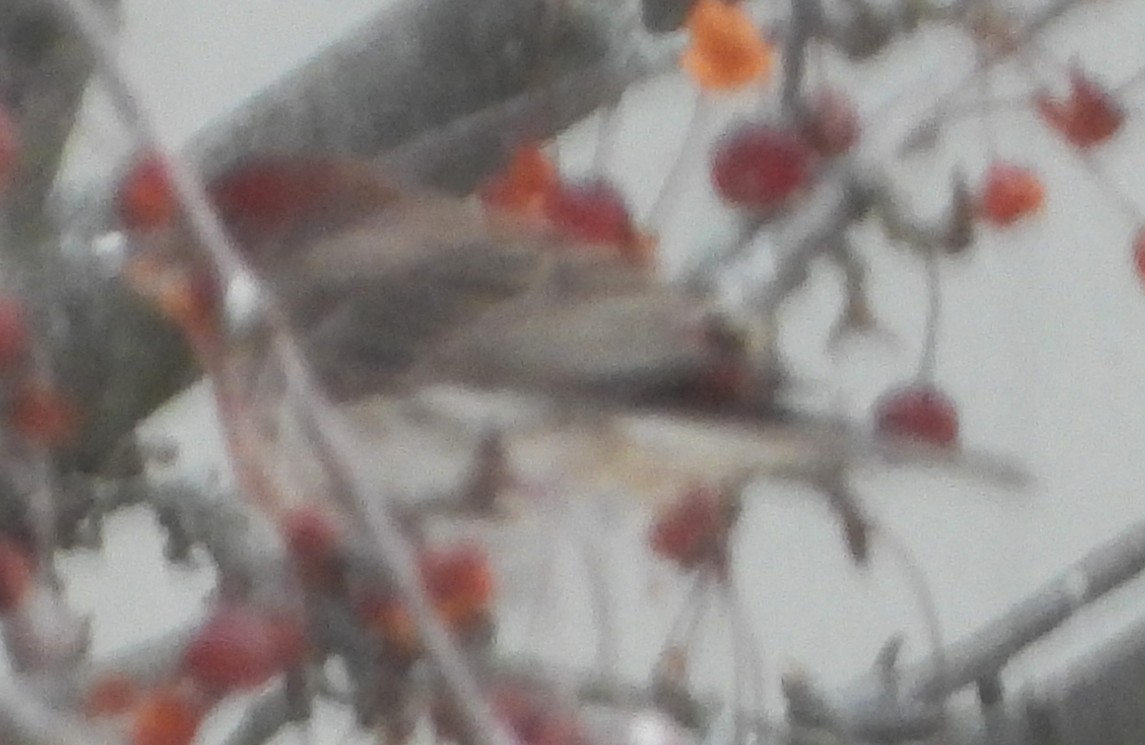 Roselin familier - ML646697028