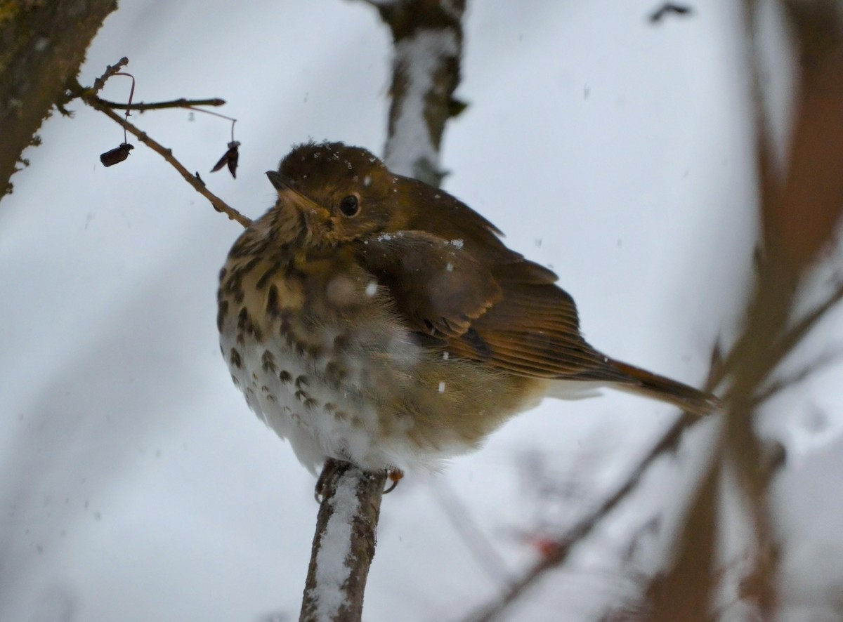 Hermit Thrush - ML646697029