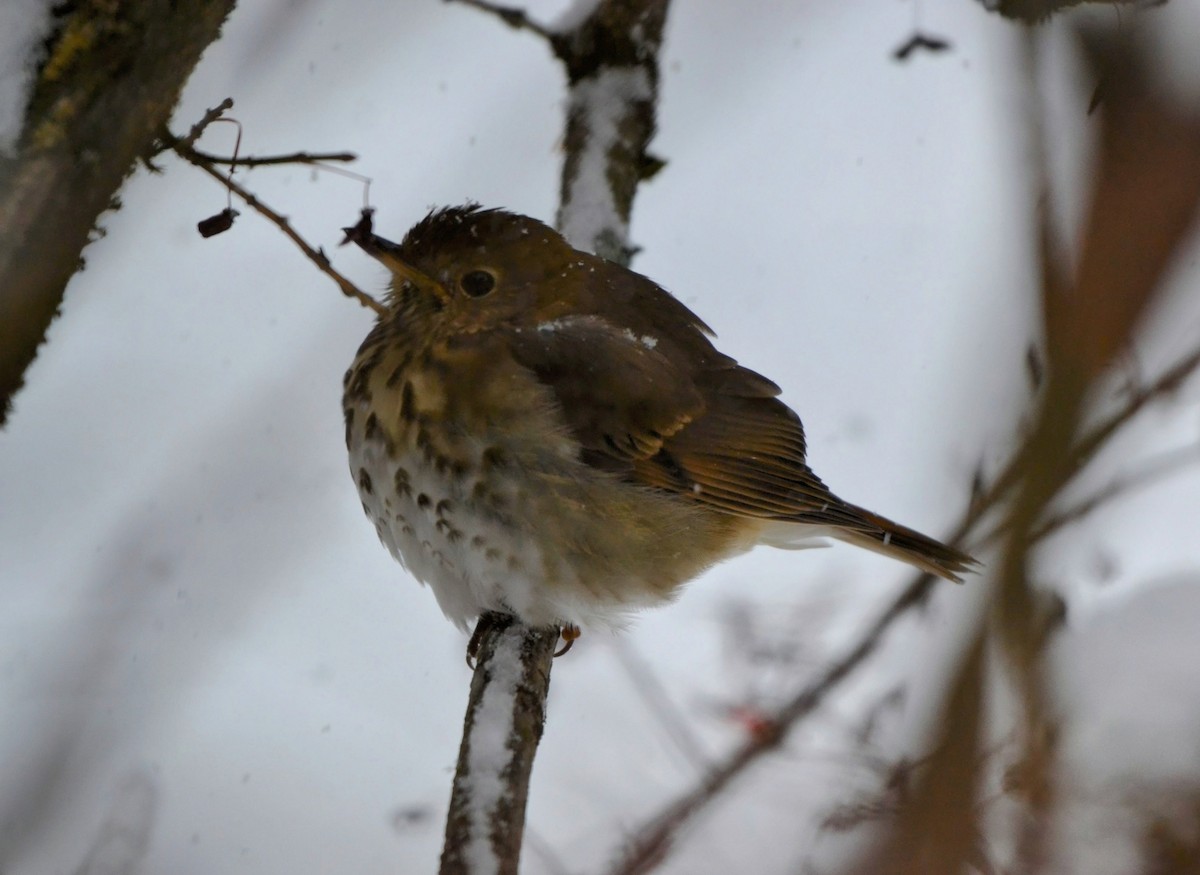 Hermit Thrush - ML646697030