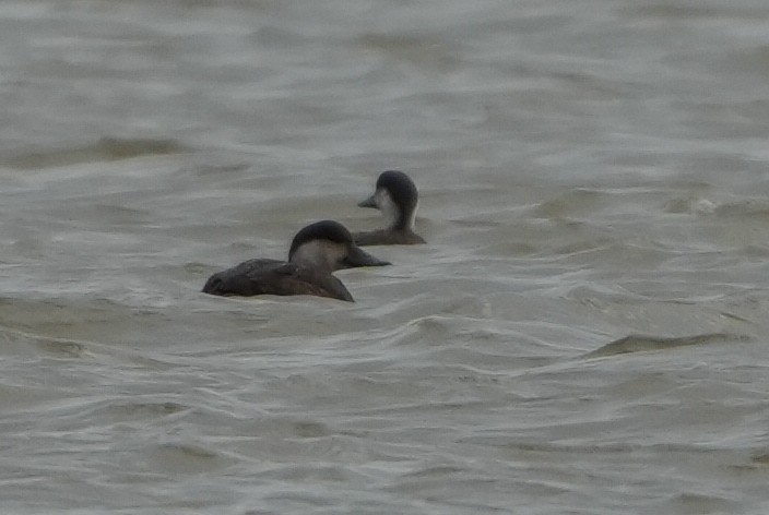 Negrón Común - ML646697031