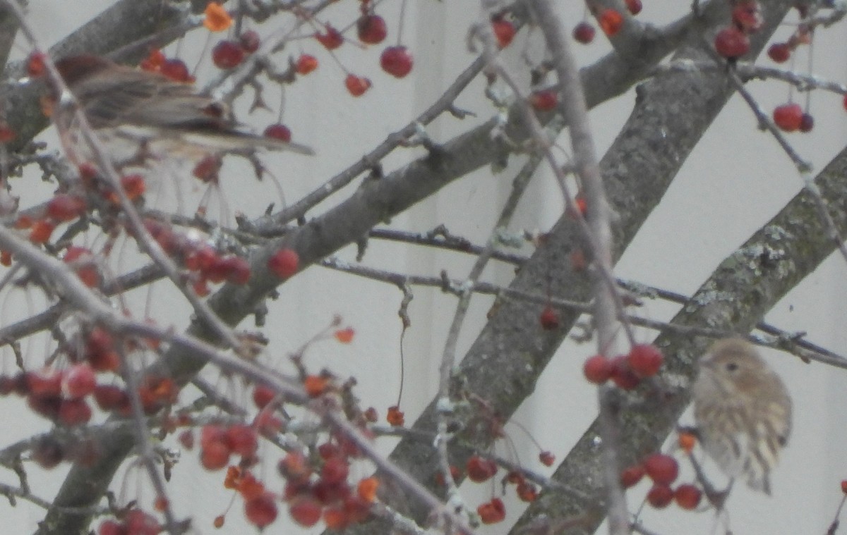 Roselin familier - ML646697032