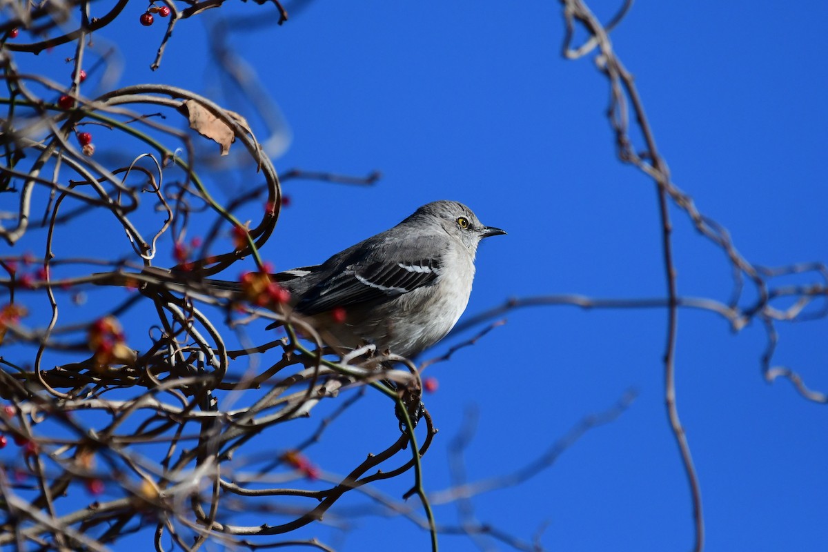 Northern Mockingbird - ML646697033
