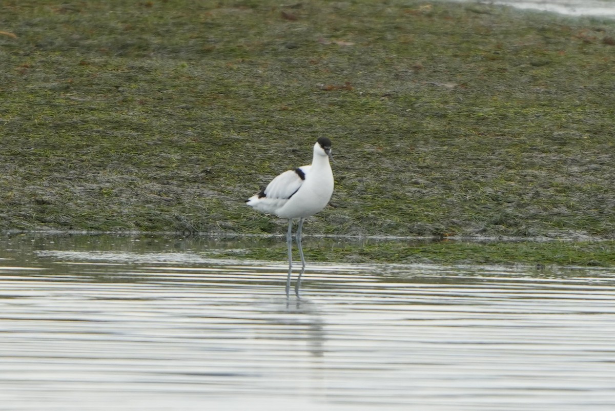 Avoceta Común - ML646697035