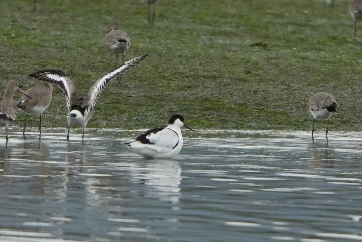 Avoceta Común - ML646697036