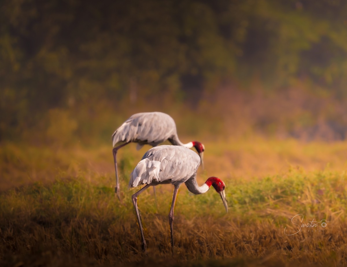 Sarus Crane - ML646697038