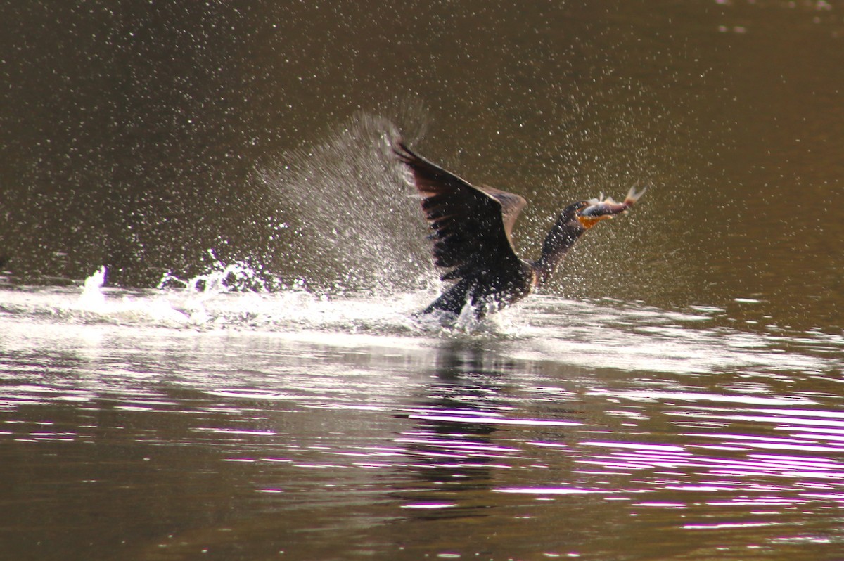 kormorán ušatý - ML646697039