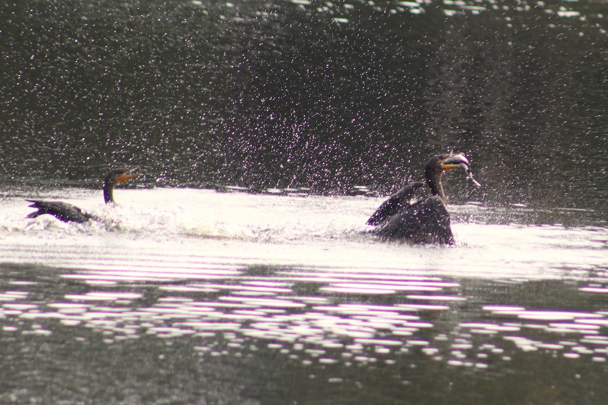 kormorán ušatý - ML646697040