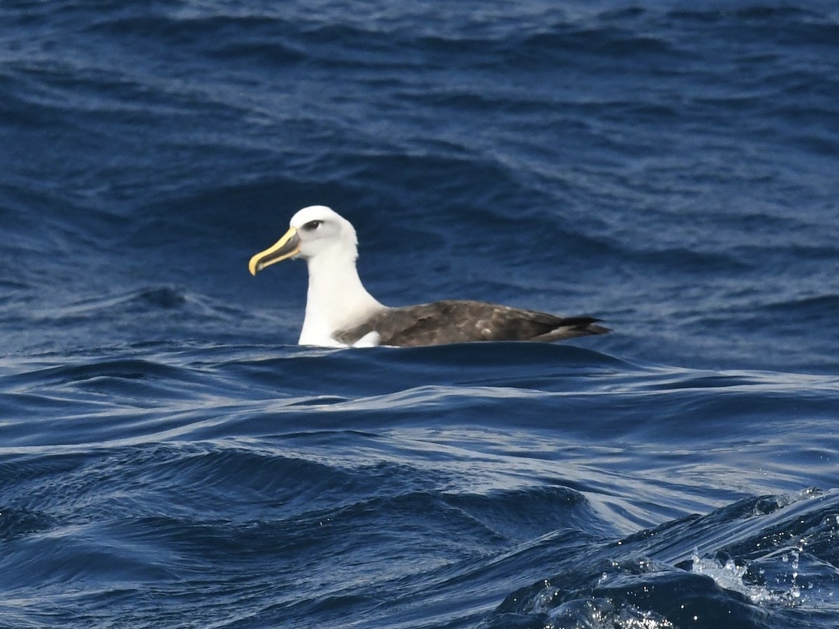 Buller albatrosa - ML646697041